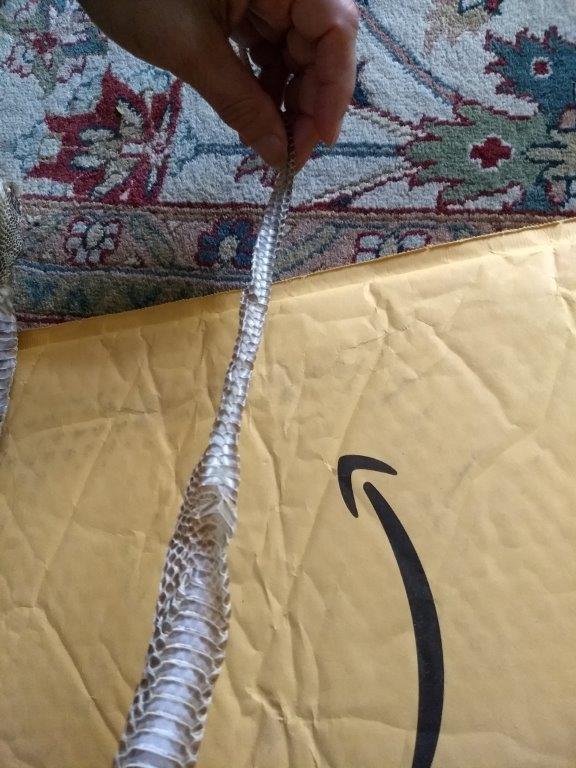 Bridgeport snake skin