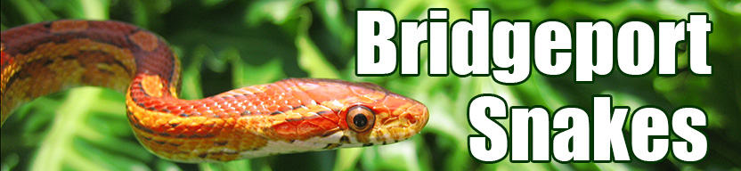 Bridgeport snake